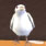 dove2.jpg